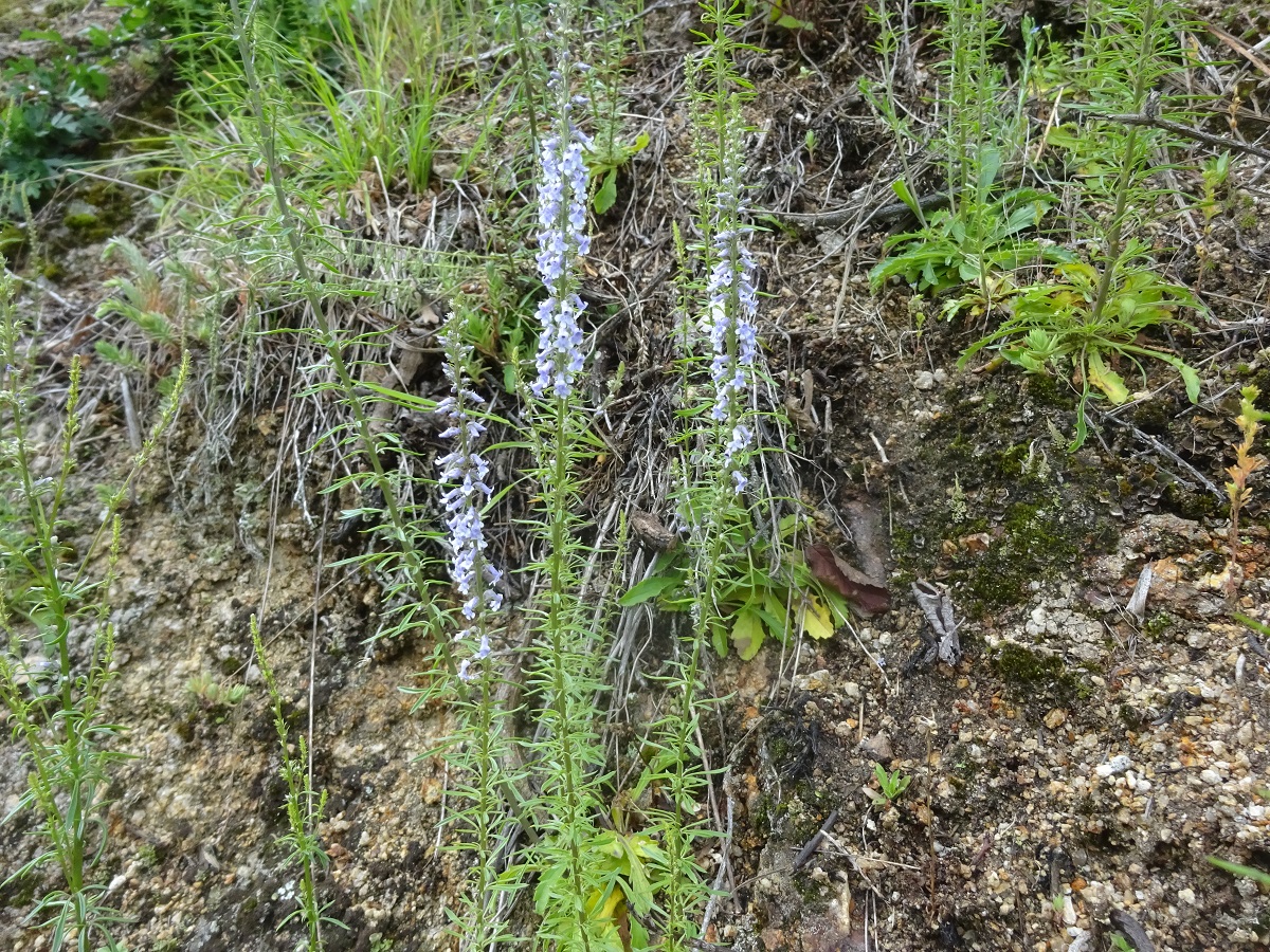 Anarrhinum bellidifolium (Plantaginaceae)